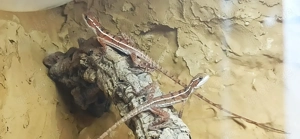1,3 Basiliscus vittatus NZ 