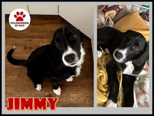 süßer Junghund Bracke Mischling Jimmy sucht ein Zuhause, Familienhund, Anfängerhund