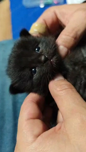 Bkh-Mix Kitten Karlsruhe