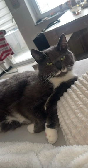 Kater Berry in ein liebevolles zuhause MIT FREIGANG zu vermitteln  