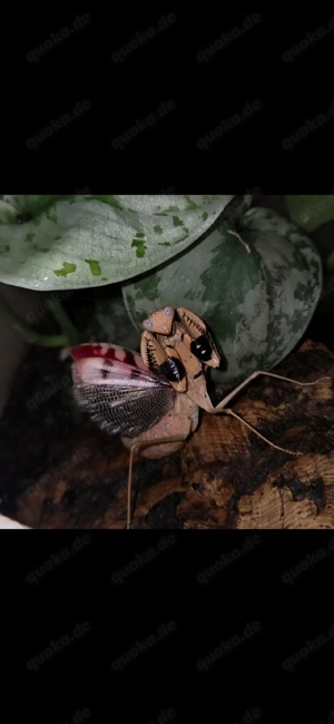 Prohierodula picta Mantide Gottesanbeterin Mantiden Gottesanbeterinnen mantis 