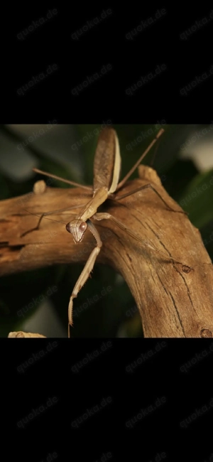 Tenodera sp mantide Gottesanbeterin mantis Mantiden Gottesanbeterinnen