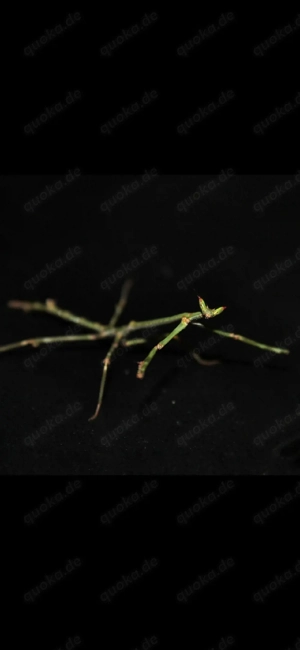 Heterochaeta orientalis astmantis astmantide mantide mantiden mantis Gottesanbeterin stickmantis