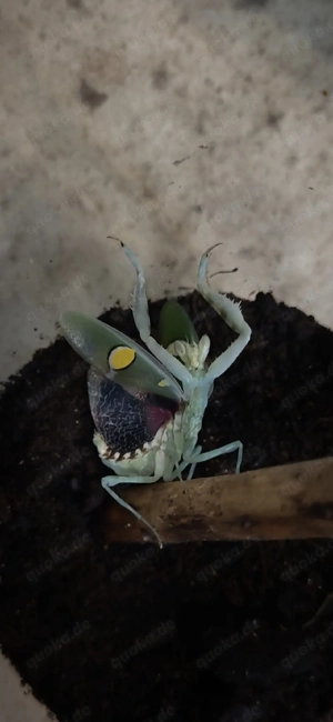 Creobroter sp yunnan blütenmantide blütenmantis mantis mantide mantiden Gottesanbeterin 