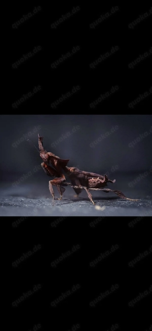 Phyllocrania paradoxa Geistermantide geistermantis mantide mantis Gottesanbeterin mantiden