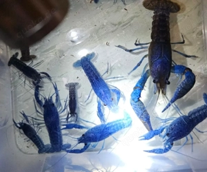 blaue Floridakrebs Pärchen (17 Paare) Bild 3