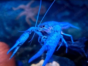 blaue Floridakrebs Pärchen (17 Paare)