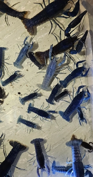 blaue Floridakrebs Pärchen (17 Paare) Bild 5