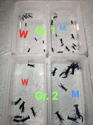 blaue Floridakrebs Pärchen (17 Paare) Bild 4