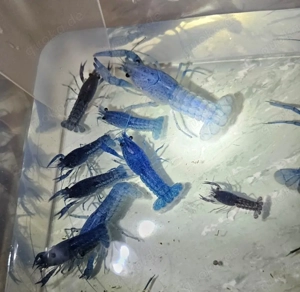 blaue Floridakrebs Pärchen (17 Paare) Bild 2