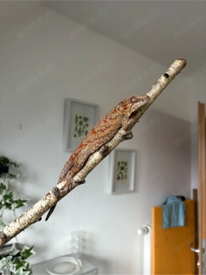 Höckerkopfgecko (Rhacodactylus auriculatus)