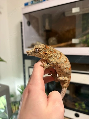 Kronengeckos Höckerkopfgecko mit Terrarium 