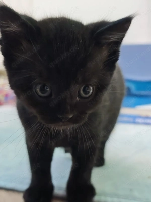 Bkh-Mix kitten 5 Monate  alt