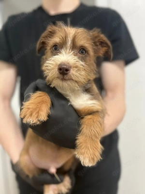 Chip   kleiner Terriermix mit großem Entdeckergeist   