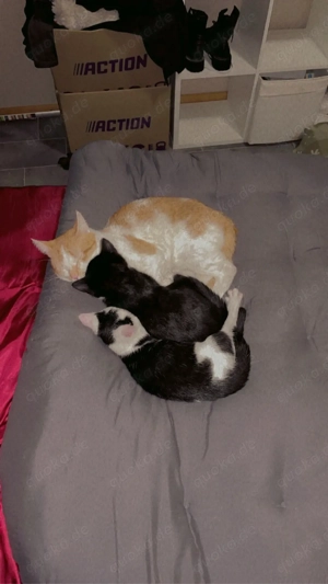deckkater  Bild 6