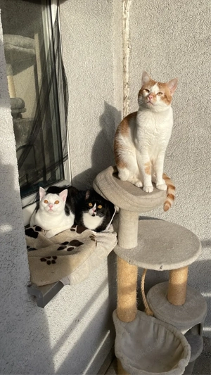 deckkater  Bild 7