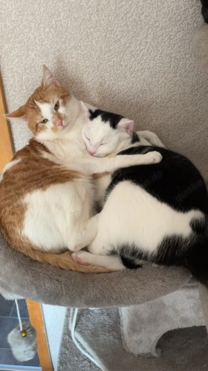 deckkater  Bild 8