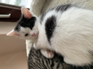 Babykätzchen sucht neues Zuhause 