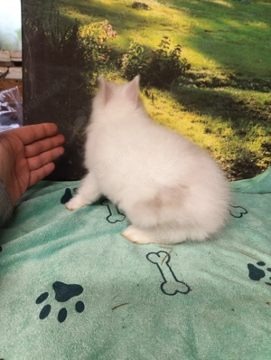 Rey, Kastriert, Geimpft, Männlich, Löwenköpfchen, ca. 6 Monate alt