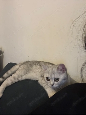 britisch kurzhaar katze 