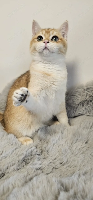 Bkh Kitten mit Stammbaum