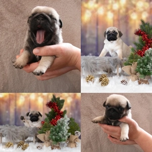 Mops Welpen VDH FCI Ahnentafel 