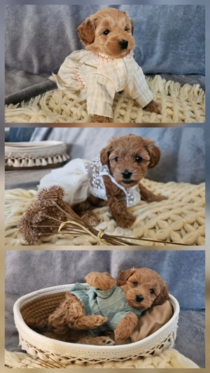 Maltipoo Welpen Weiblich und Männlich