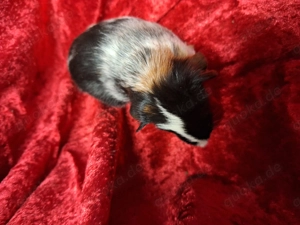 Meerschweinchen Babys