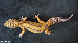 Männchen Leopardgecko