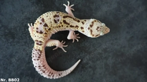 1,2 Zuchtgruppe Leopardgecko Bold Eclipse WY Männchen Weibchen