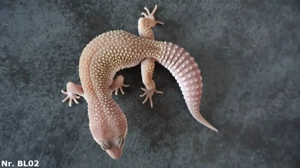 Blizzard Leopardgecko 2025 Männchen und Weibchen