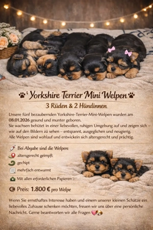 Verkaufe wunderschöne Yorkshire-Terrier-Mini-Welpen 