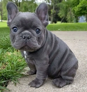 Französische bulldogge Welpen