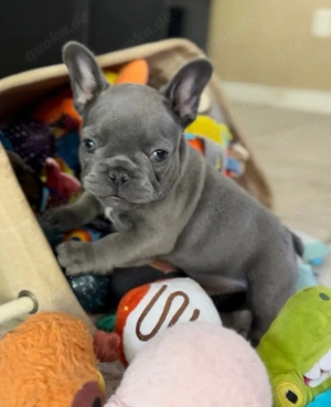 Französische bulldogge Welpen