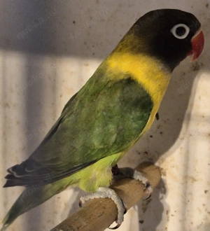 Schwarzköpfchen (Agapornis personatus) in wildfarben