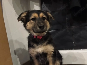 schäferhündin welpe sucht dringend 