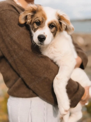 Sunny sucht ein für immer Zuhause 