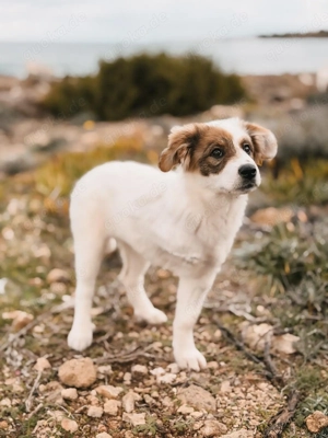 Sunny sucht ein Für immer Zuhause  250 