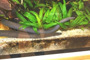 2 Schwimmwühlen Typhlonectes natans Bild 2