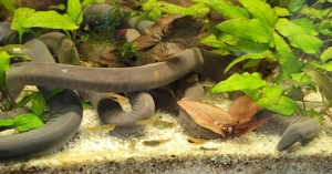 2 Blindwühlen Typhlonectes natans