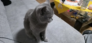 bkh katze und bkh mix kater