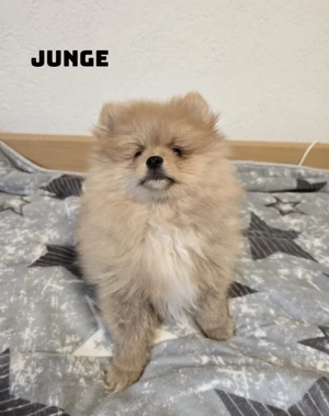 Pomeranian Zwergspitz Welpen 