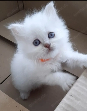 Heilige Birma mix BLH Kitten