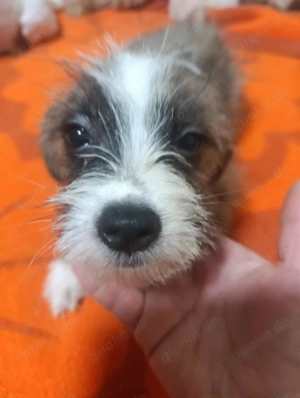 Der kleine Ewoki sucht ein liebevolles Zuhause Bild 6