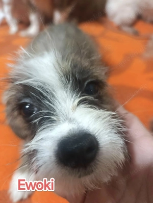 Der kleine Ewoki sucht ein liebevolles Zuhause Bild 4