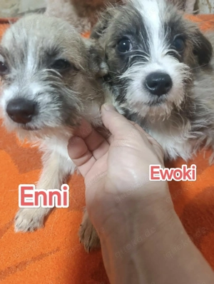 Der kleine Ewoki sucht ein liebevolles Zuhause Bild 5