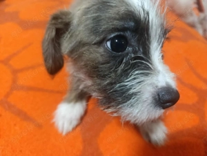 Der kleine Ewoki sucht ein liebevolles Zuhause Bild 7