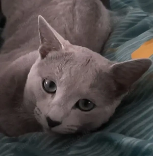 Russisch Blau Deckkater