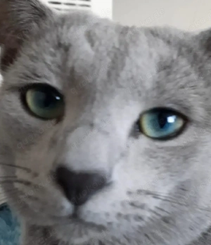 Russisch Blau Deckkater