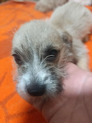 Enni - darf sie bald bei dir einziehen?